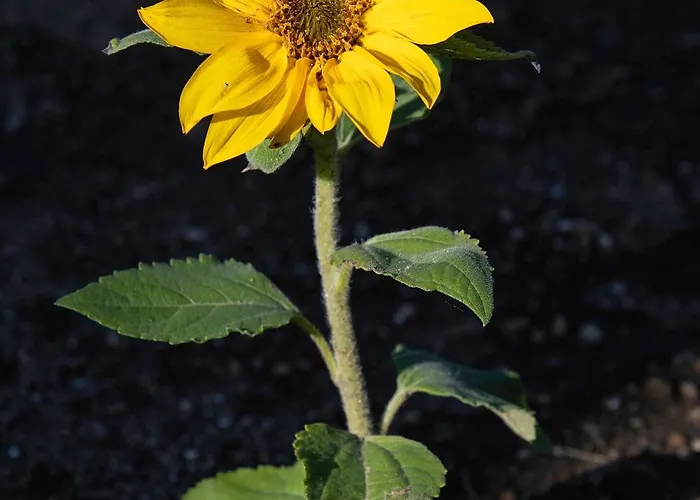 Grenko House Casa de Férias Vrata