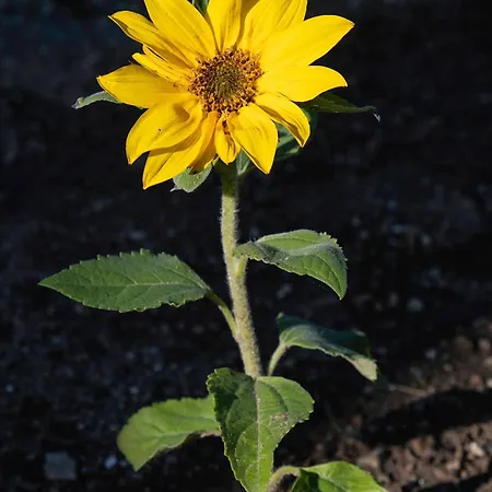 Grenko House Dom wakacyjny Vrata